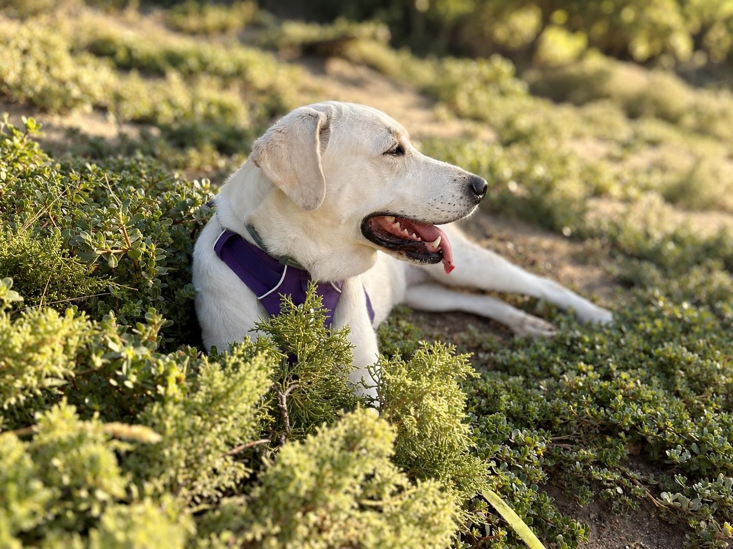 Koly descansando en casa