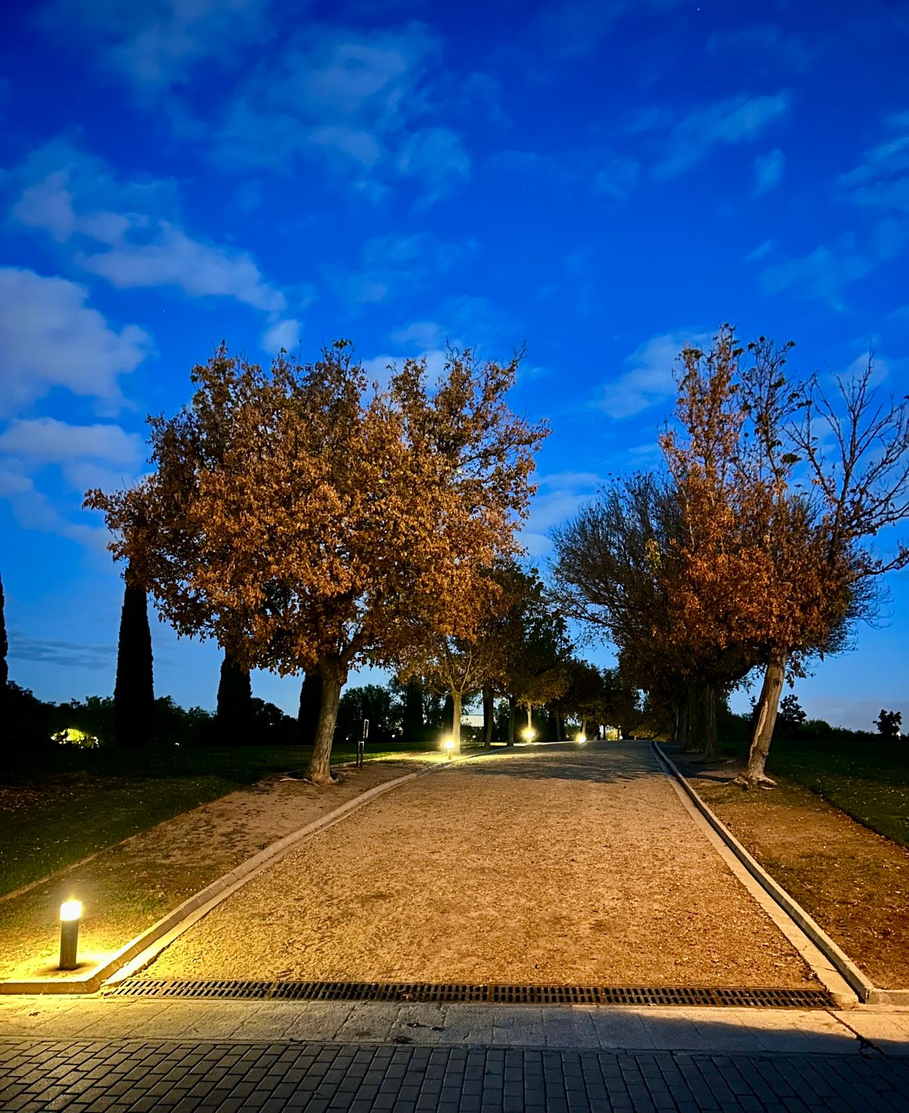 Camino entre árboles al amanecer