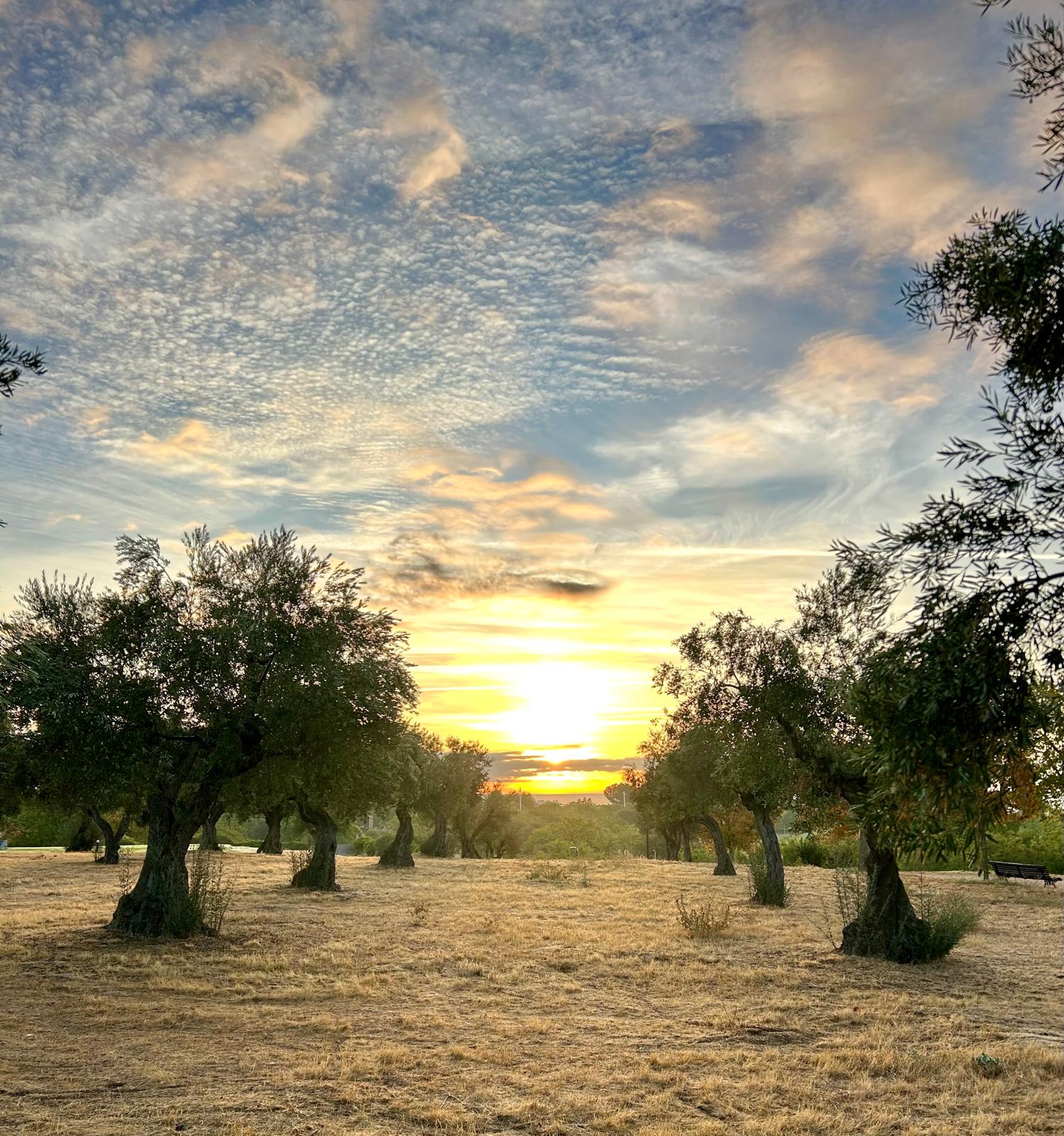 Olive grove under low Mediterranean light.
