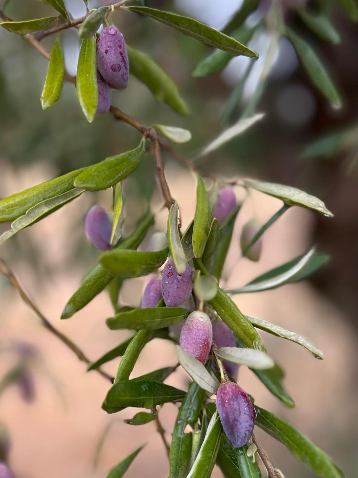 Olives ripening slowly on the branch.